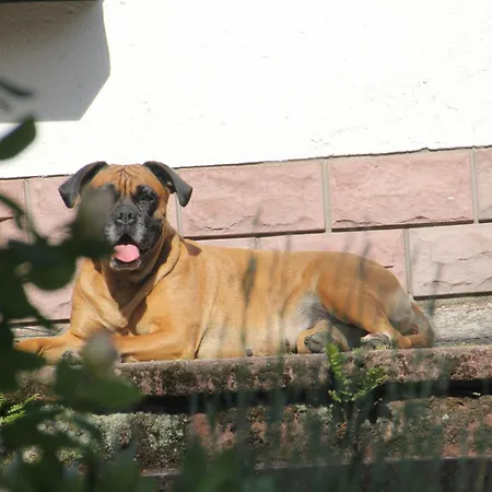 Bed & Breakfast Dressings Traumgarten 3*