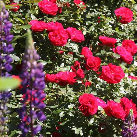 Dressings Traumgarten Bed & Breakfast Kaiserslautern