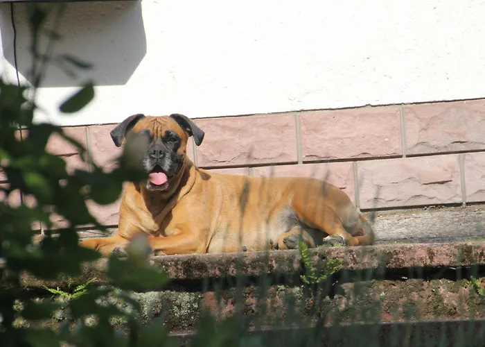 Frühstückspension Dressings Traumgarten 3*