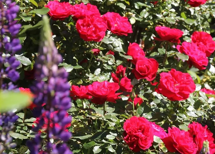 Dressings Traumgarten Frühstückspension Kaiserslautern