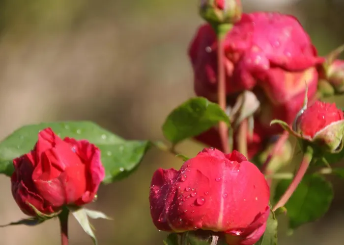 Dressings Traumgarten 3*